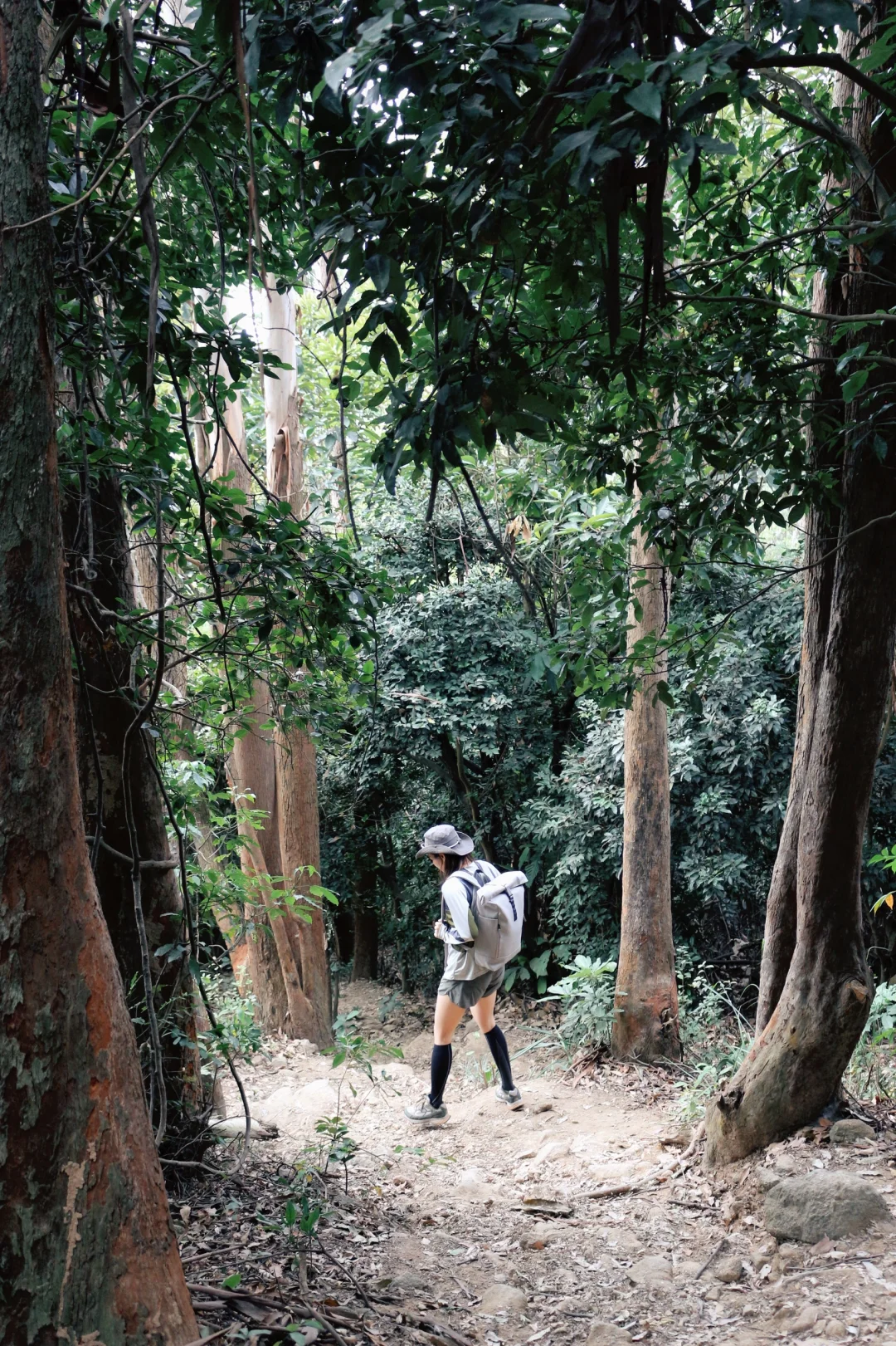 首条山海通廊｜深圳市区竟然藏着🏞️宝藏步道