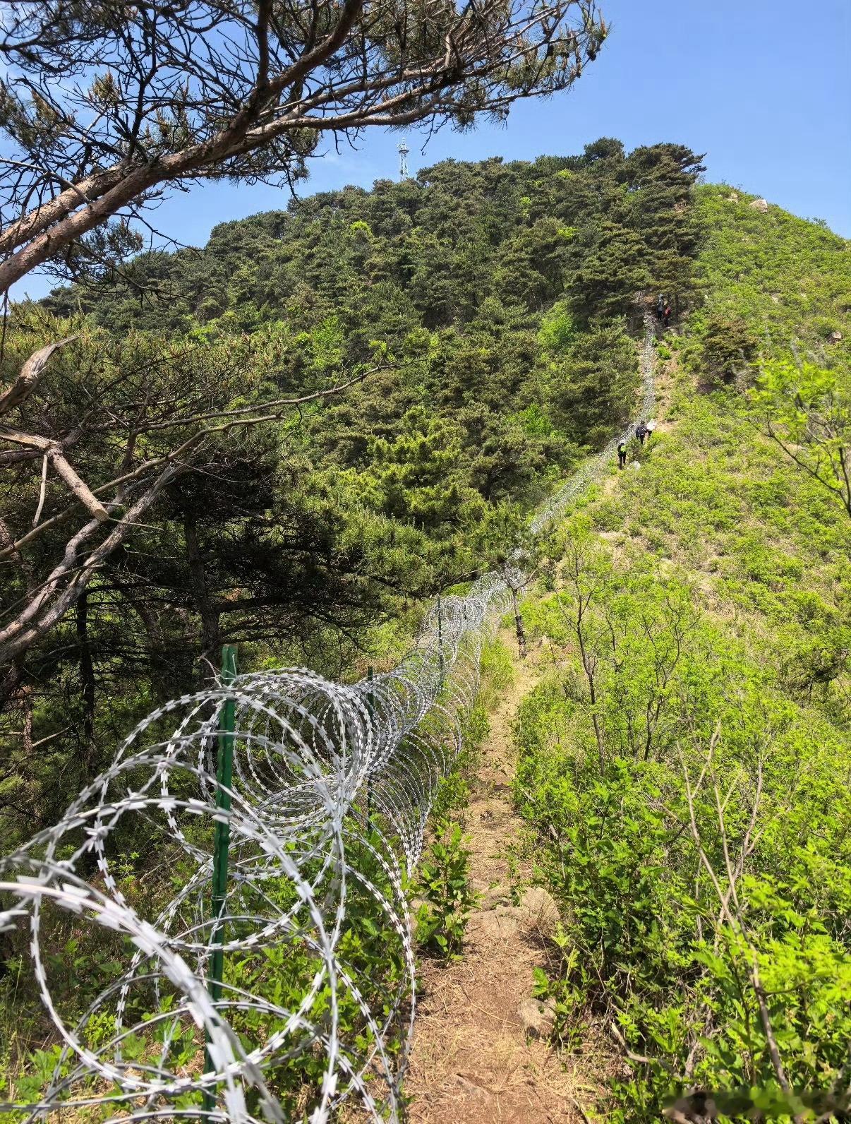 泰山疑被135公里刀片铁丝网围住耗资两千多万拉135公里刀片刺网，美其名曰防火防