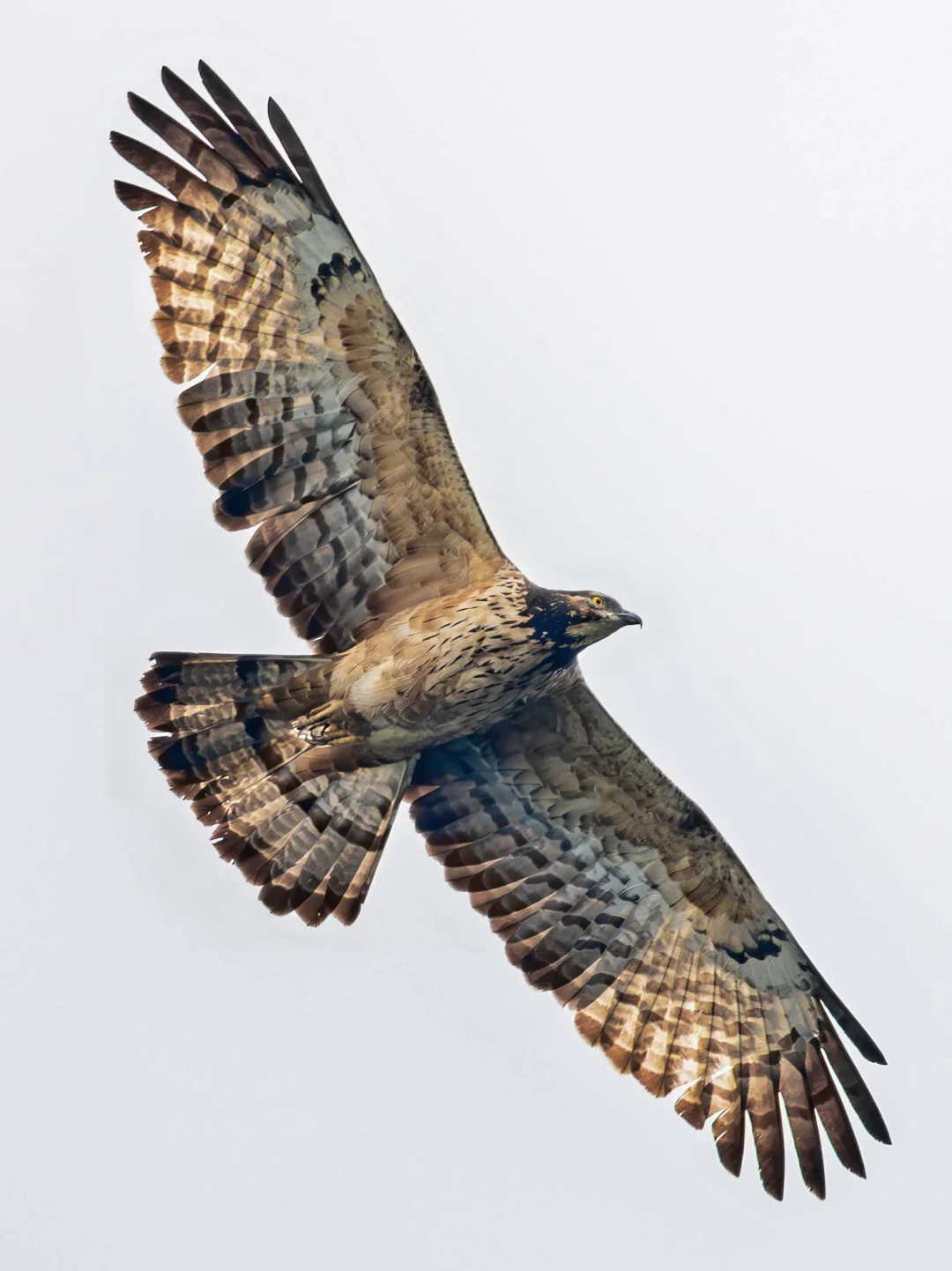 一年一度的蜂鹰大爆发即将在这里上演！