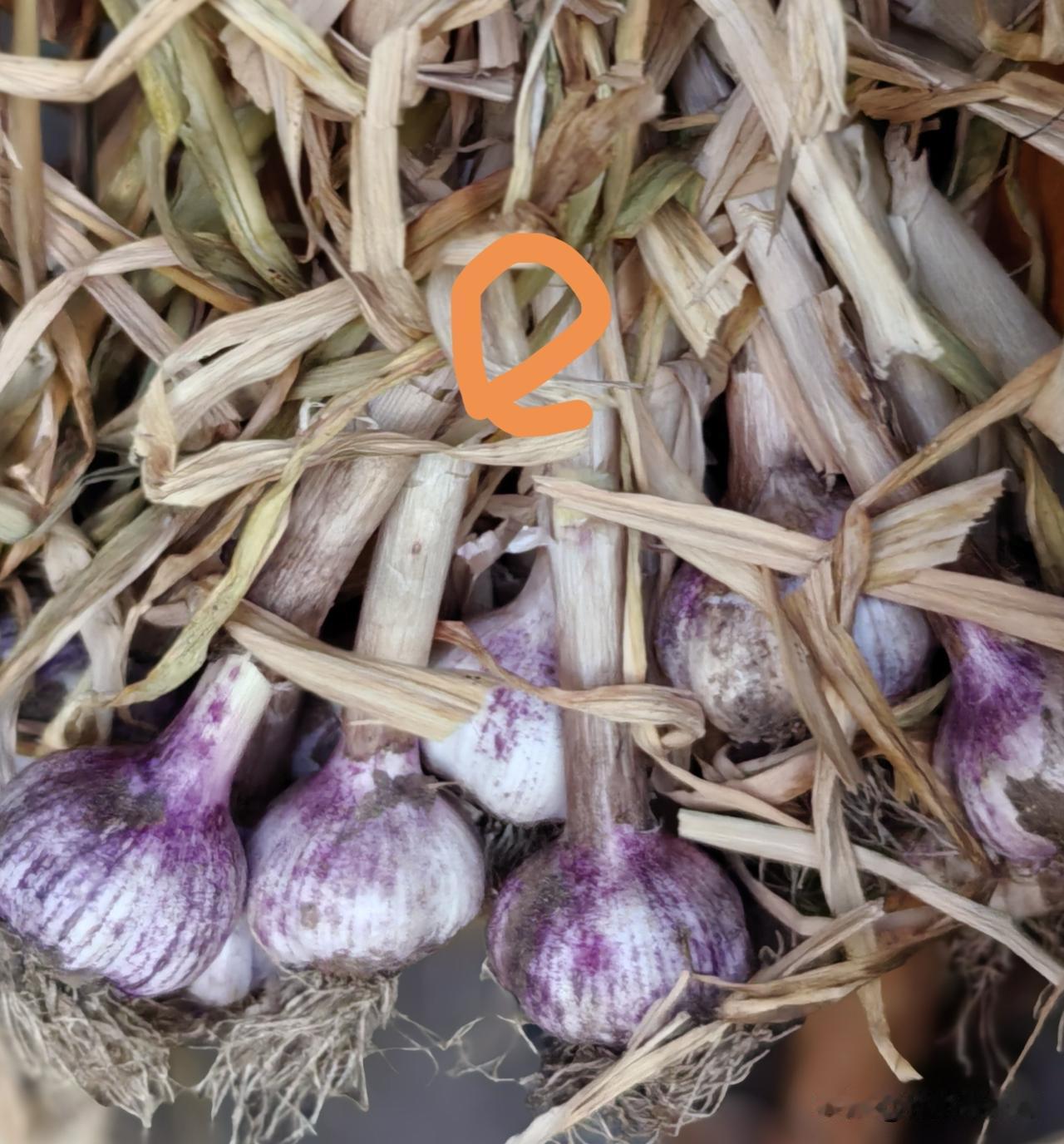 大蒜什么时候播种最佳?

白露葱，寒露蒜——这是黄淮流域大片地区老辈子留下的说法