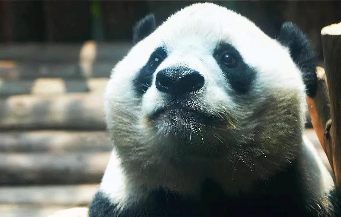 福禄是一只很漂亮的大美熊
搬去了非展区
某单位统一话术回复：精神采食正常，生活在