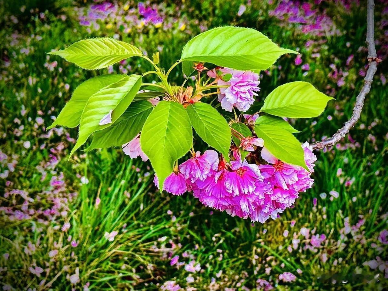 谷雨辞
       （原创）


柳絮翻飞
时光催更
一朵朵残花
不忍离去
像