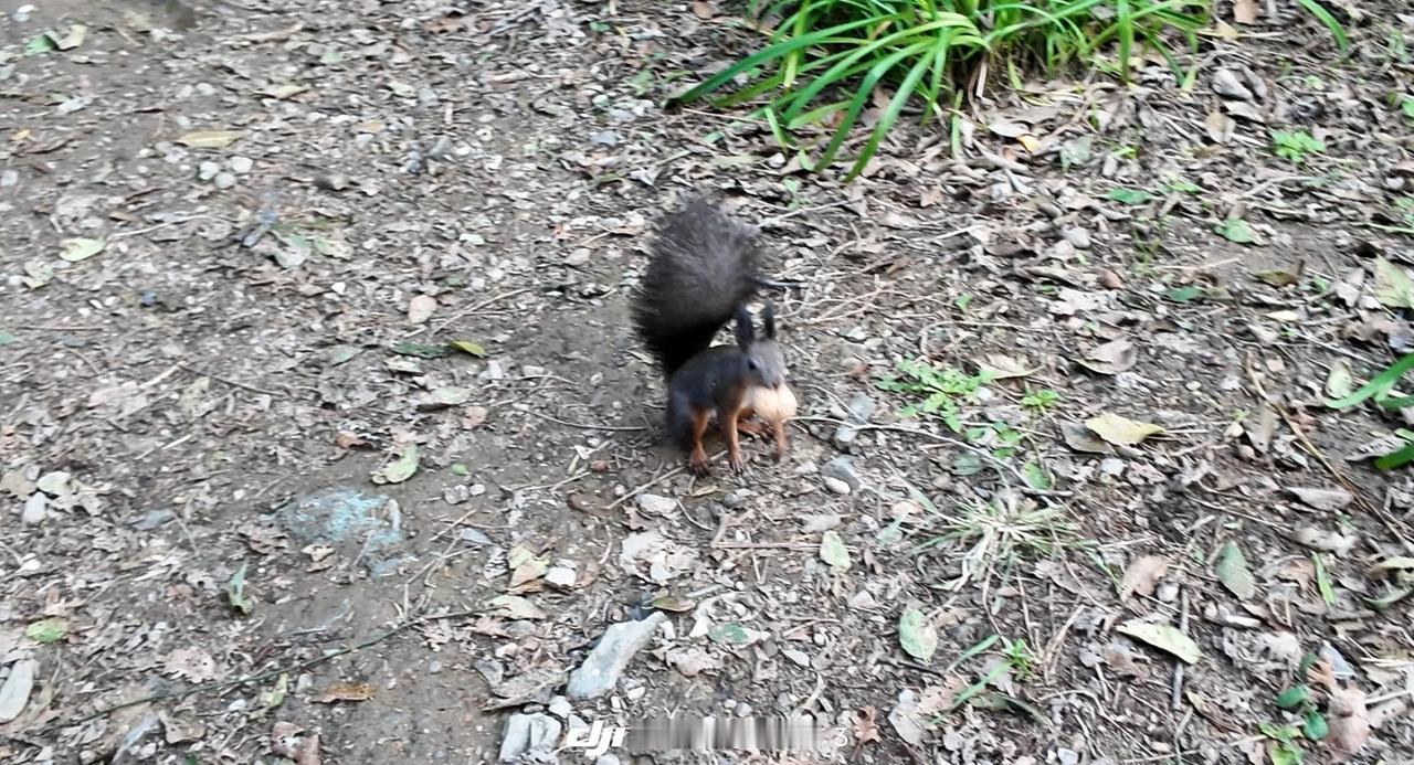 🌲在植物园捡到秋天还偶遇了小松鼠🐿️
🍁国家植物园🦆
📍地址&交通：