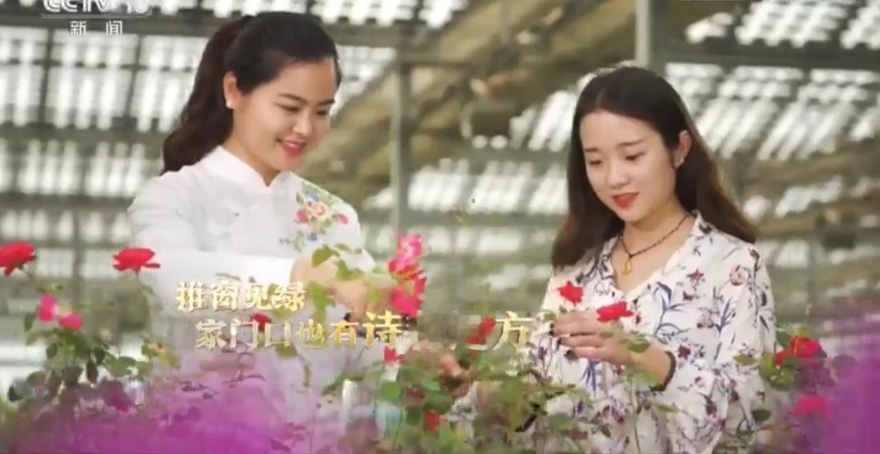 推窗见绿，触目皆景。温室里的鲜花娇艳盛放，樱花与茶田交织成粉绿相间的诗画，草原牧