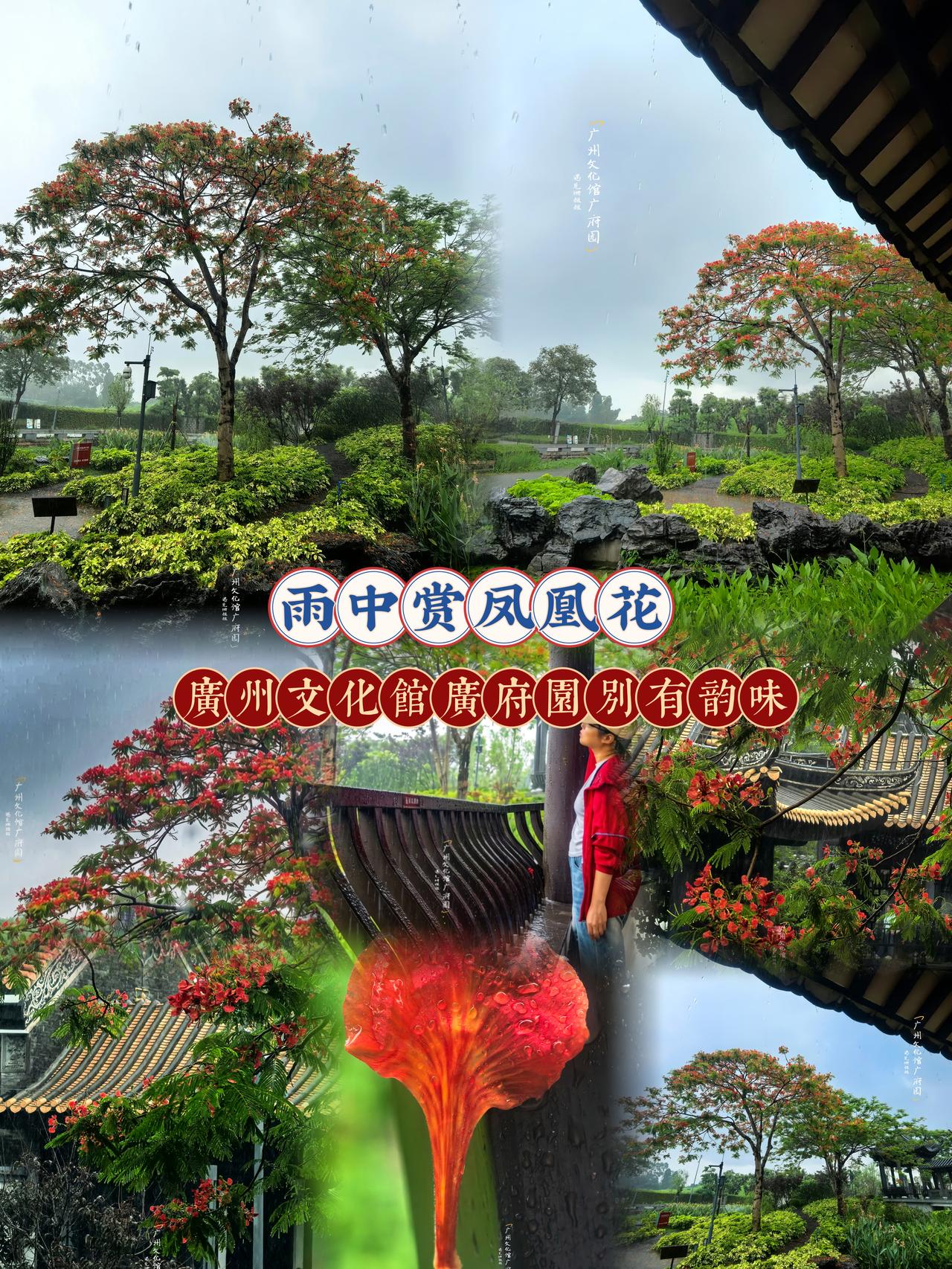 5月夏日旅游来广州，别只挤热门景点
一定要来广州市文化馆广府园
赴一场雨中凤凰花