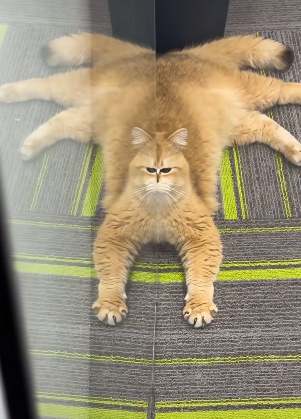 被保安猫吓了一跳 