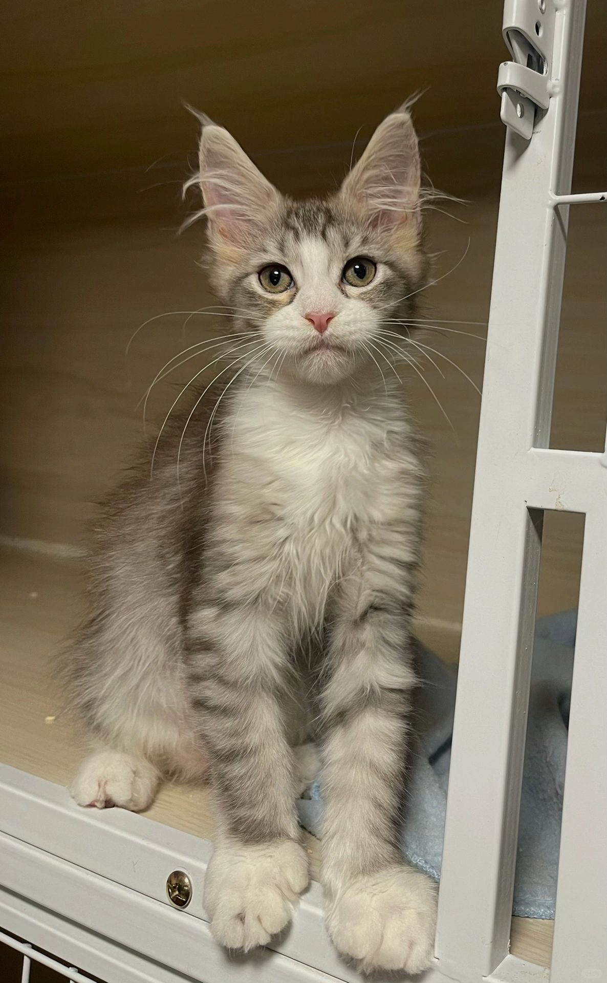 缅因｜记录一下你现在有多丑