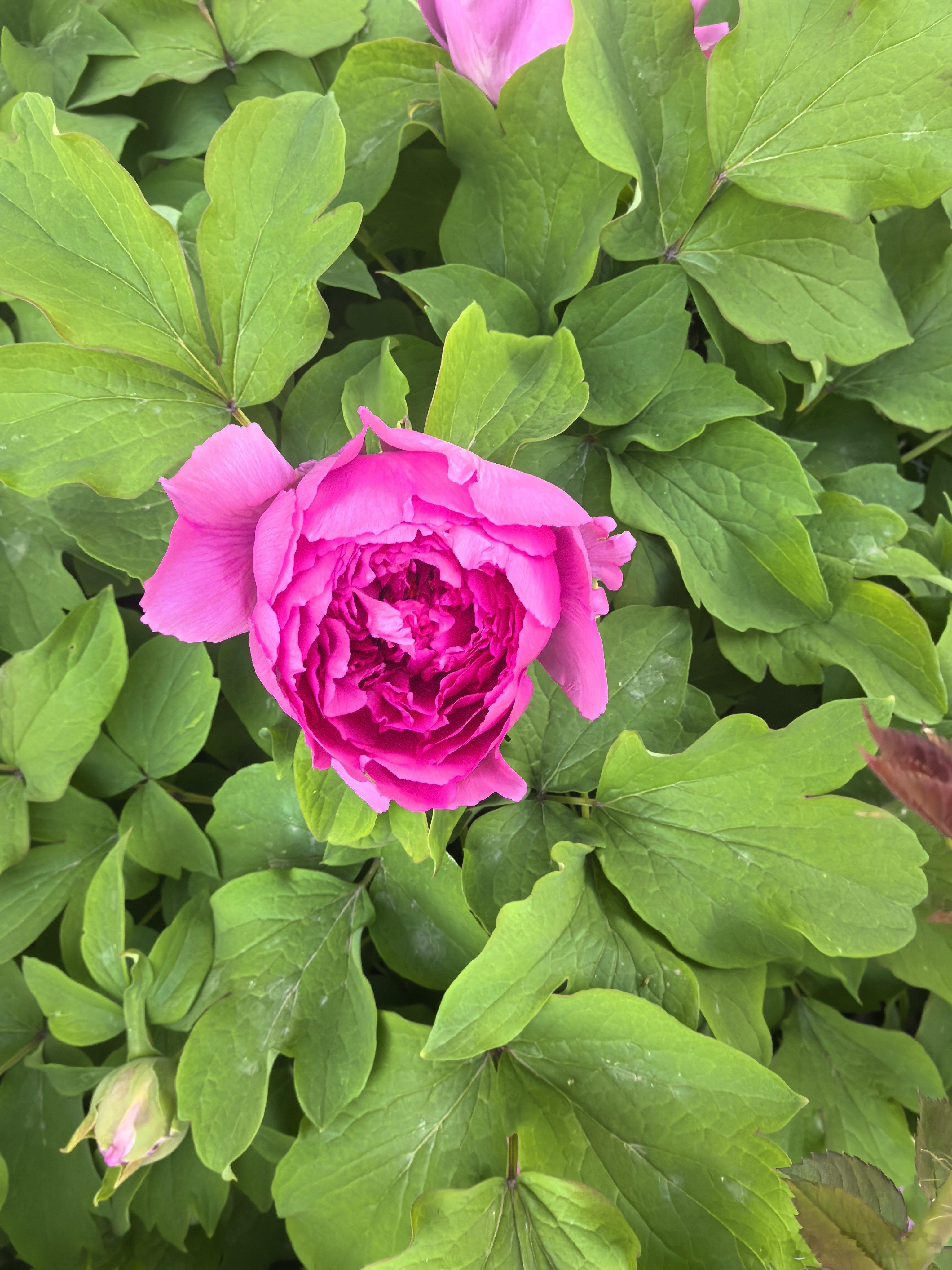 洛阳牡丹花会 春光明媚，杨柳轻扬，赏花正当时洛阳牡丹
