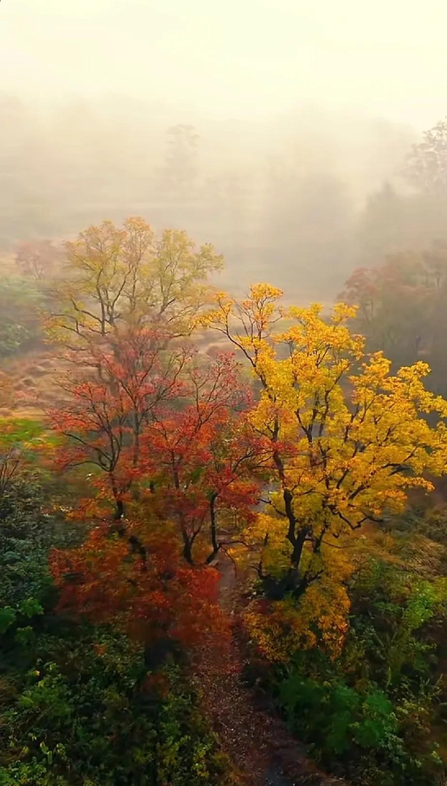 雾锁秋山黄叶落，霜染枫林红似火。#秋霜染红了树叶# #霜枫秋色# #秋风吹枫红#
