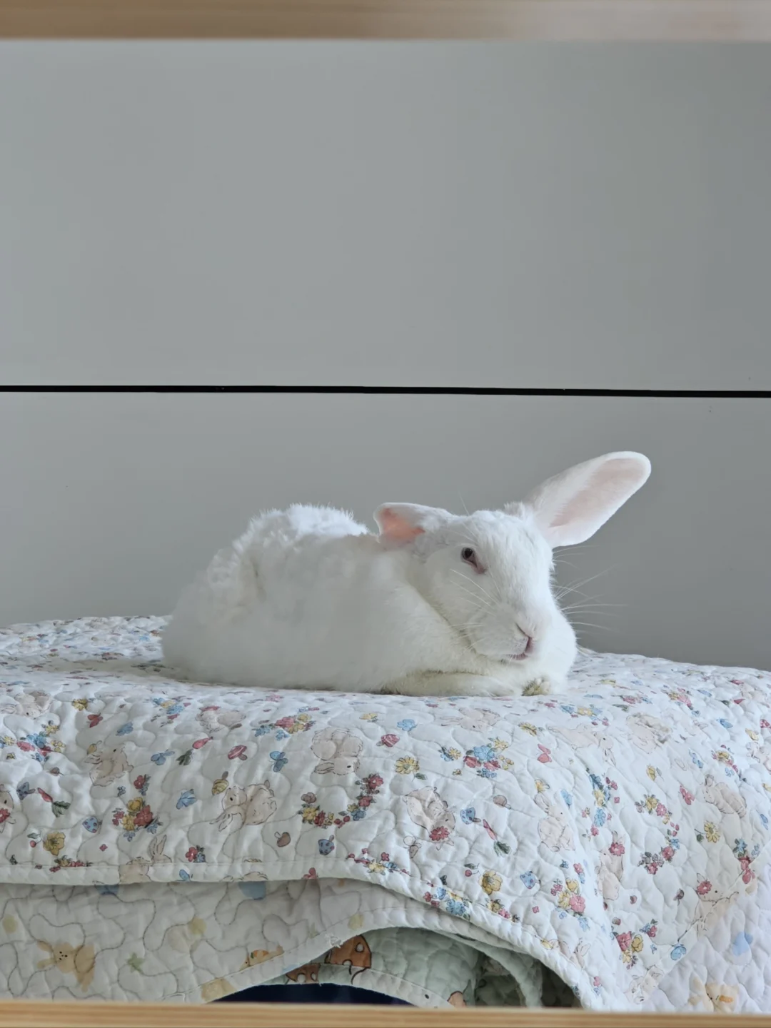 绝美发光小白兔