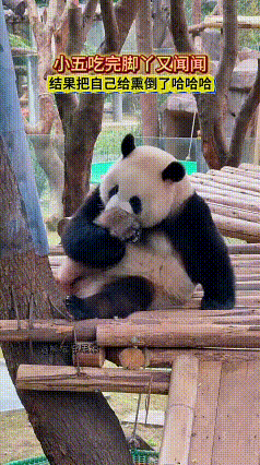 看完这段大熊猫小五的视频，我忍不住笑出了声。圆乎乎的小家伙坐在木架上，慢悠悠啃完