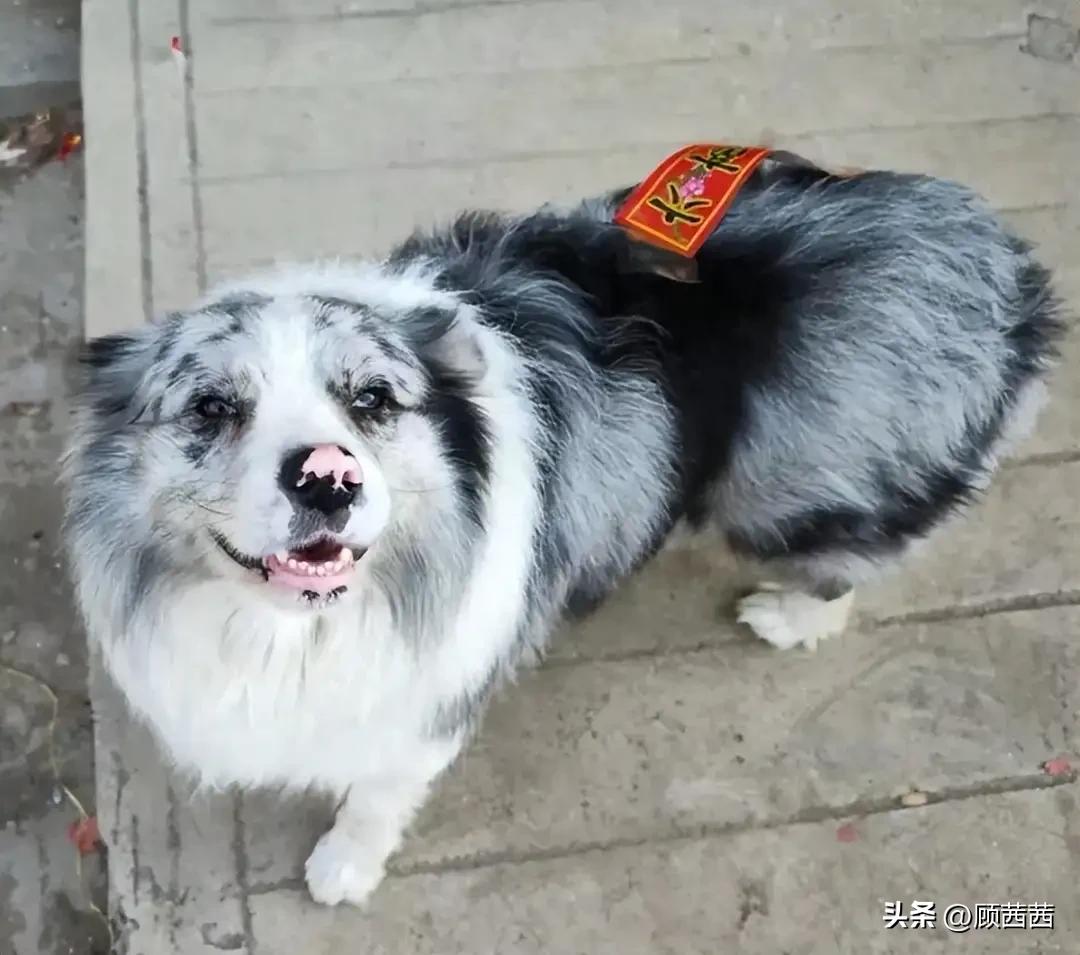 铁证摆在眼前仍拒不认错！网红边牧惨遭偷杀，全村抱团施压逼主人妥协
 
亲眼看着相