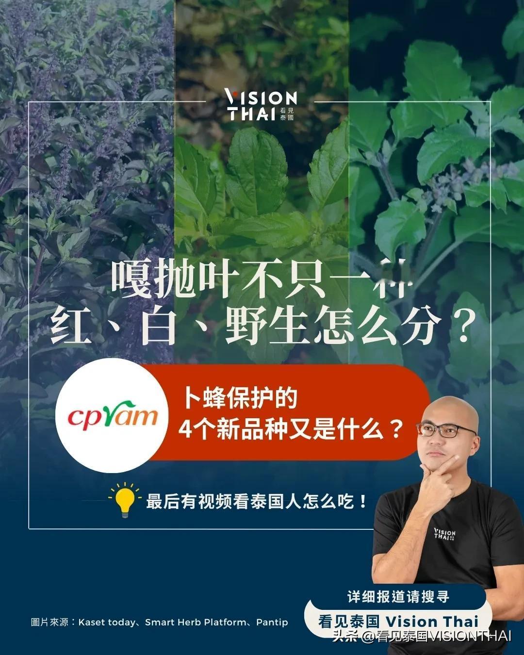 【泰国美食灵魂 “嘎抛叶” 3大常见品种？ 红嘎抛、白嘎抛、野生嘎抛差在哪】
泰
