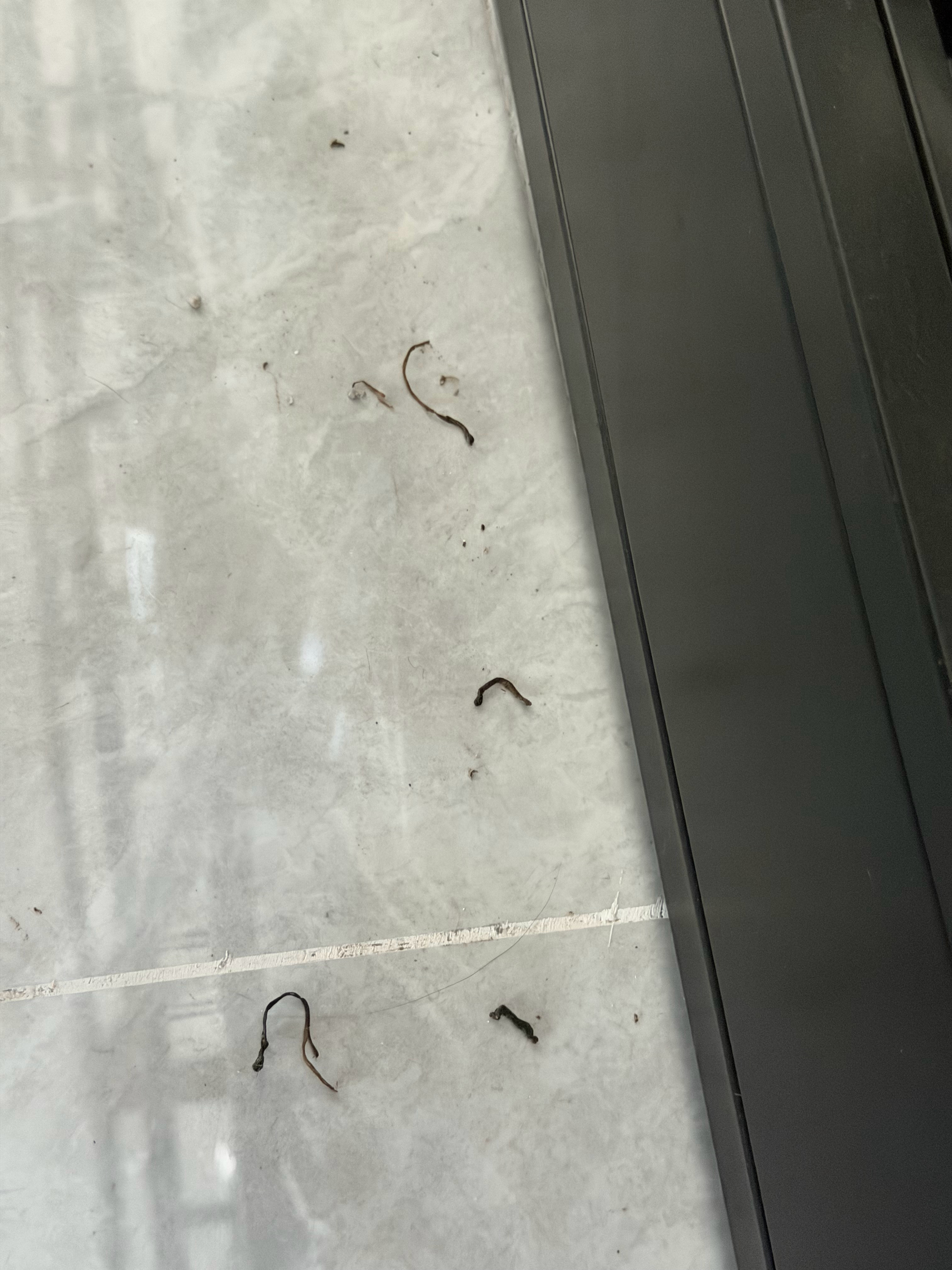 发现地上有不明细树枝，居然是小猫咪的脐带 