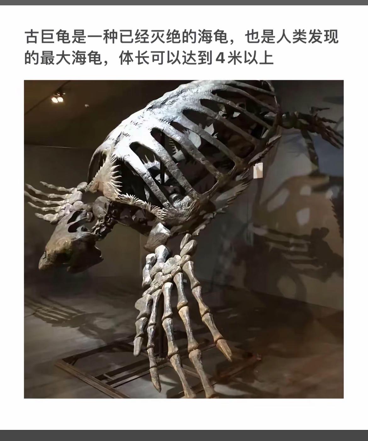 探秘史前巨兽！古巨龟骨架揭秘灭绝海龟的壮丽身姿！