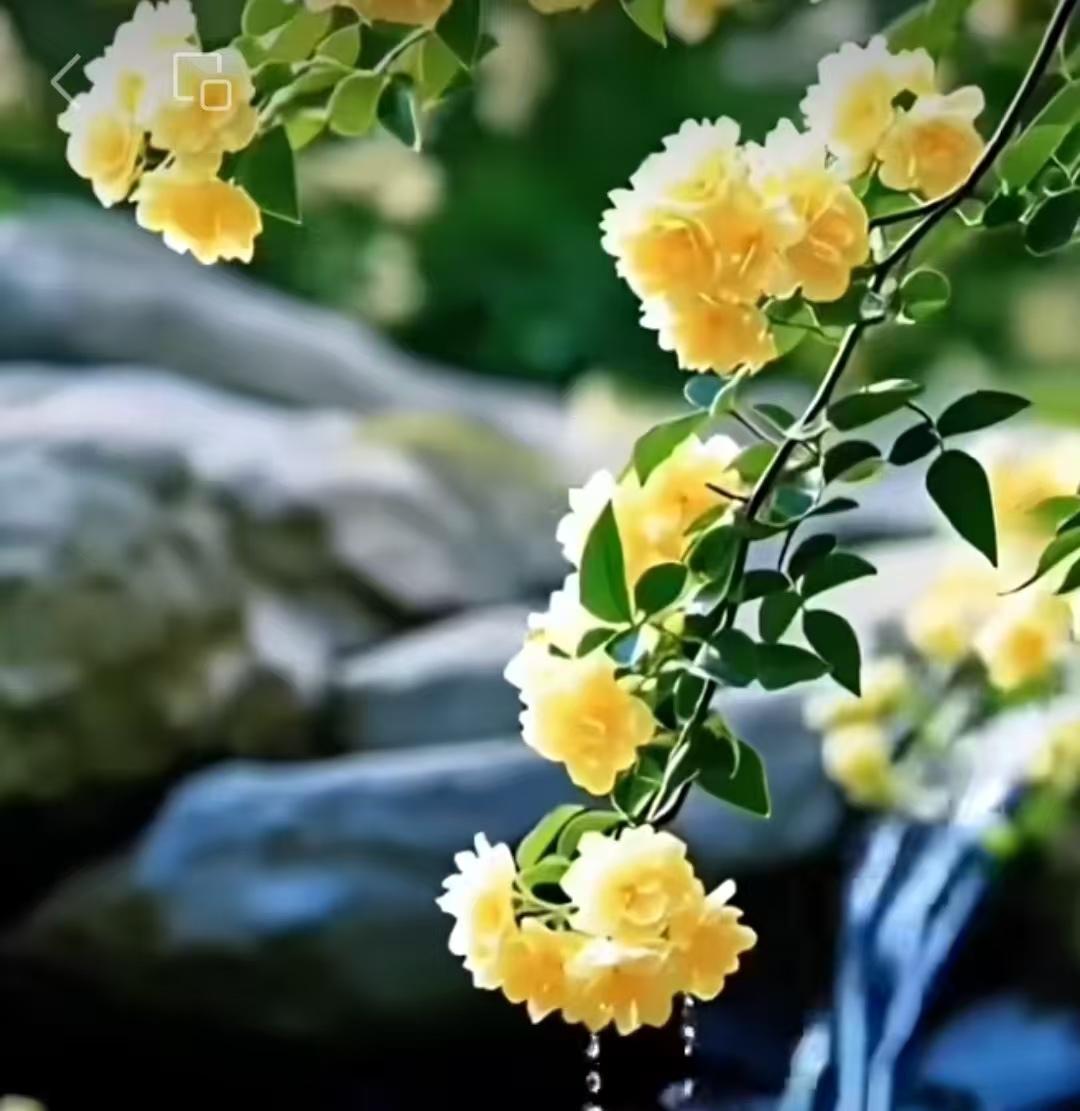 心懷夢想，
篤定前行，
萬事順意，
喜樂安祥，
福氣多多，
財源滚滚。
🌹🌹