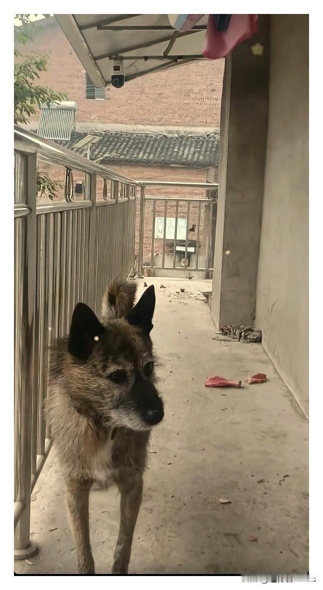 “冰川王子的土豆宝宝都苍老成这个样子了。毛发都泛白了炸毛拉碴的非常潦草。唉，再也