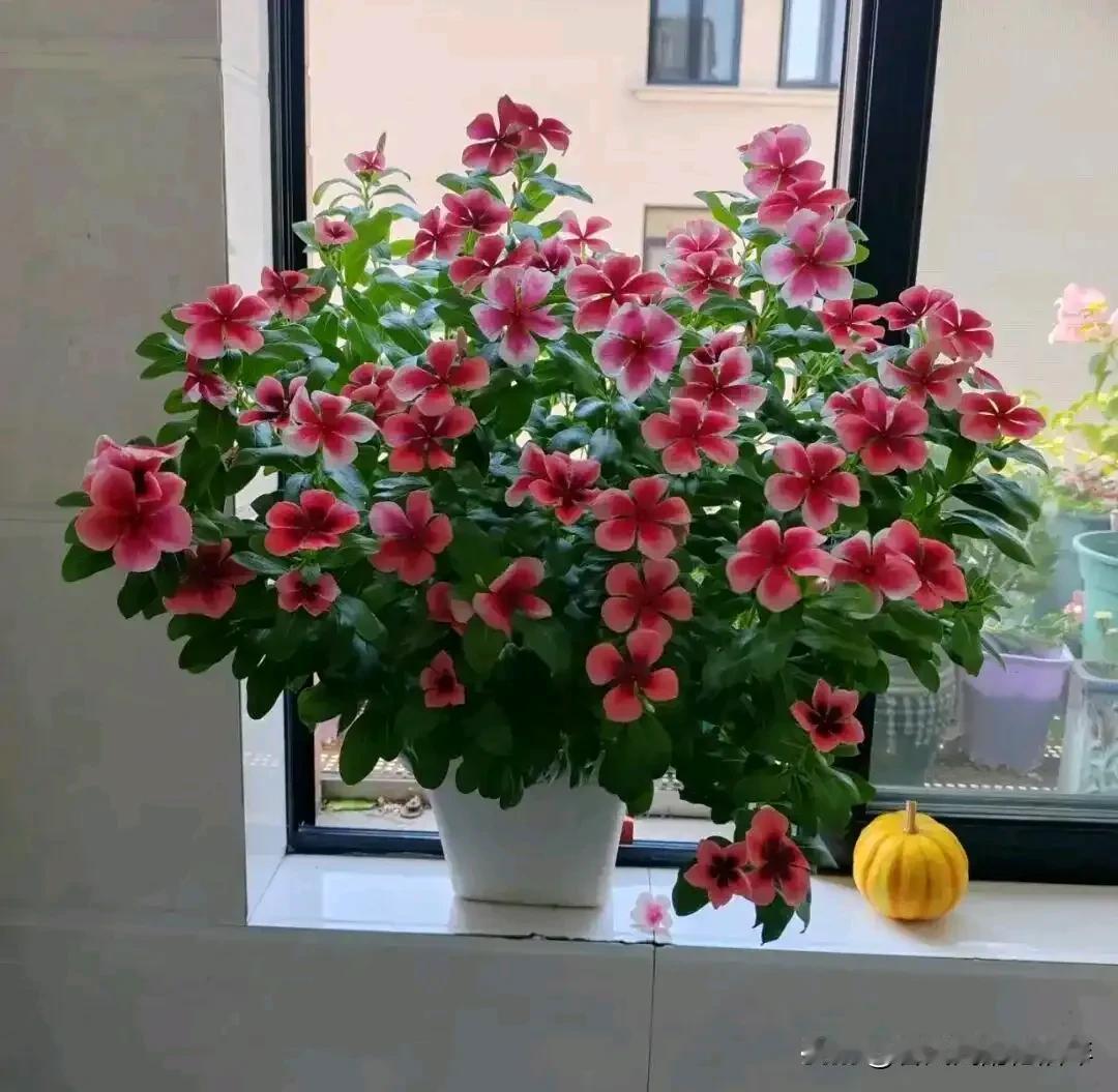 窗台上的月季开得正好，粉白花瓣沾着晨露。都奇怪了，花儿也在冬天开花，抬眼撞见流云