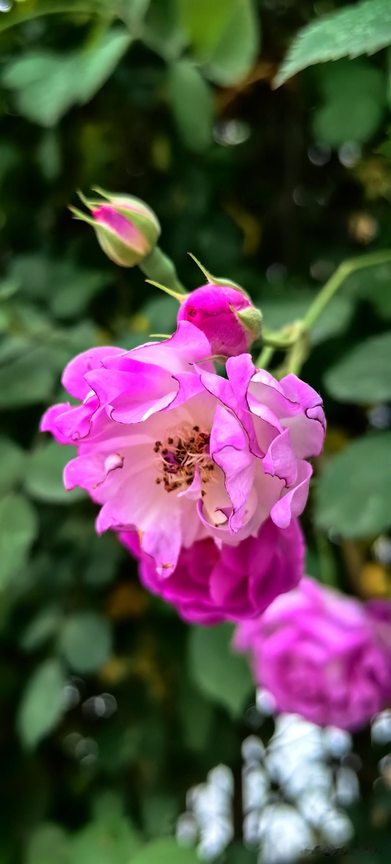蔷薇花又开

藤蔓攀着旧墙
把心事轻轻缠绕
一朵挨着一朵
悄无声息
绽放在春的枝