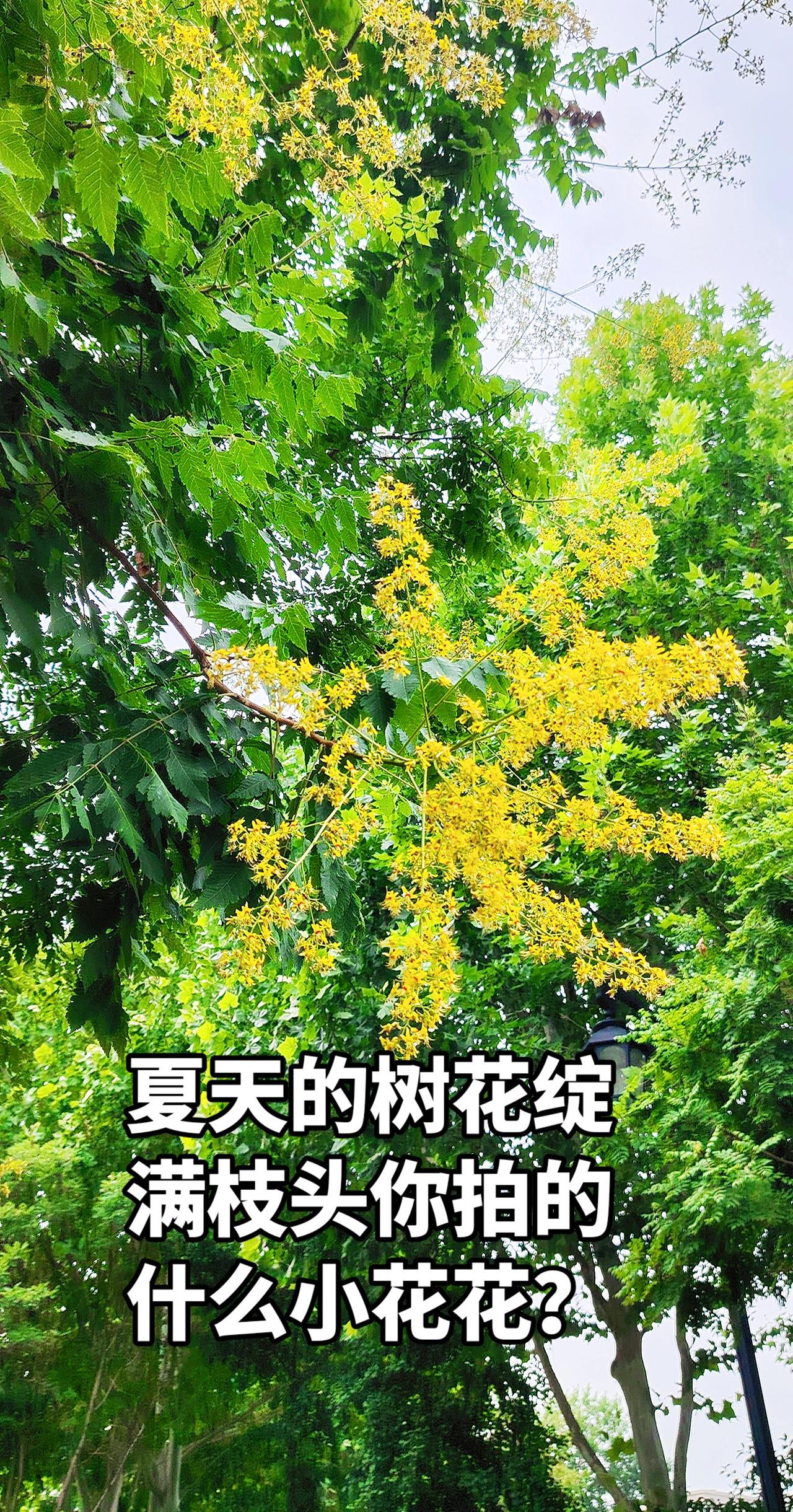 满树金黄似繁花 花与树的浪漫 生活随拍