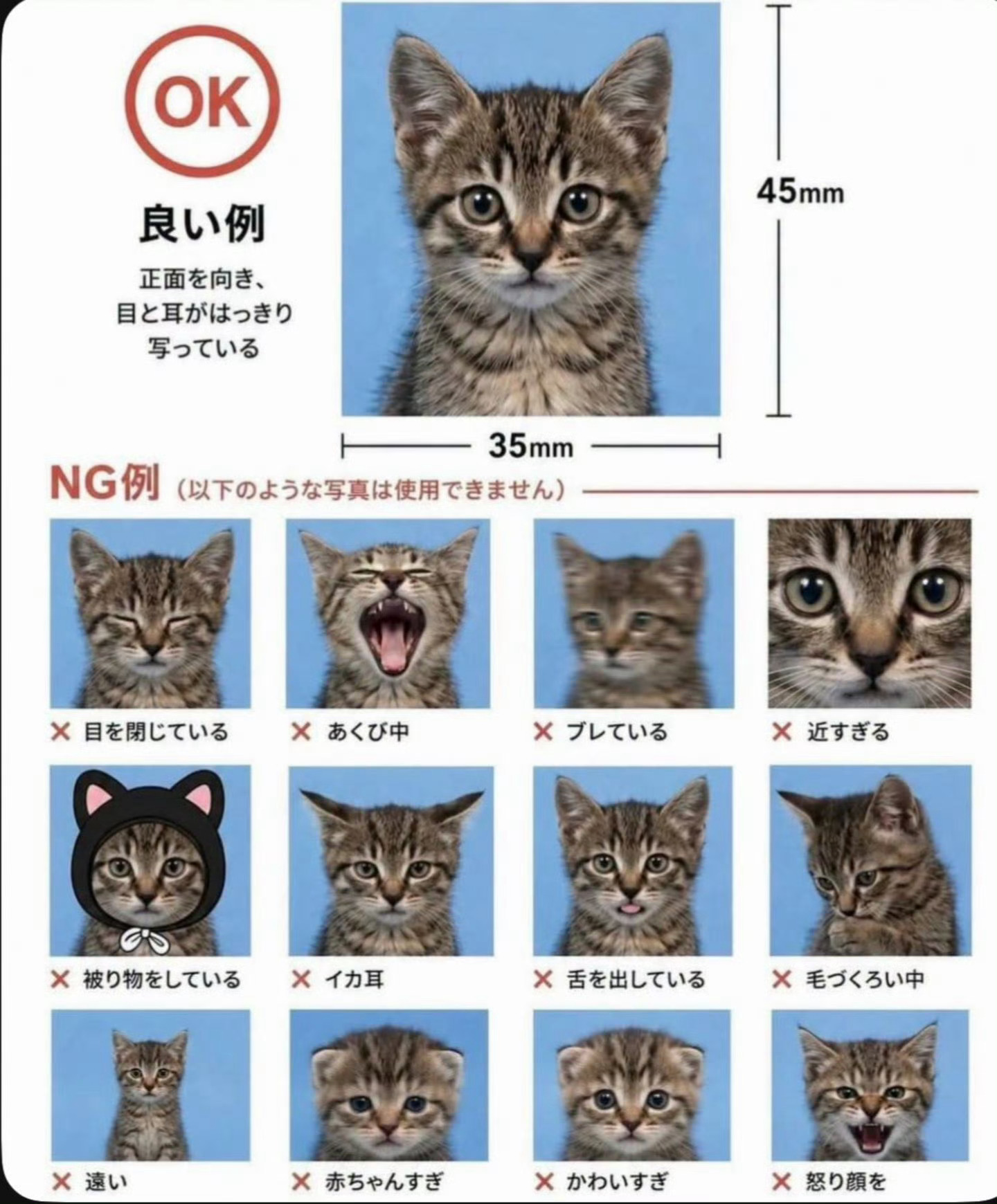为了拍一张满意的开学入园照，猫咪NG12次……