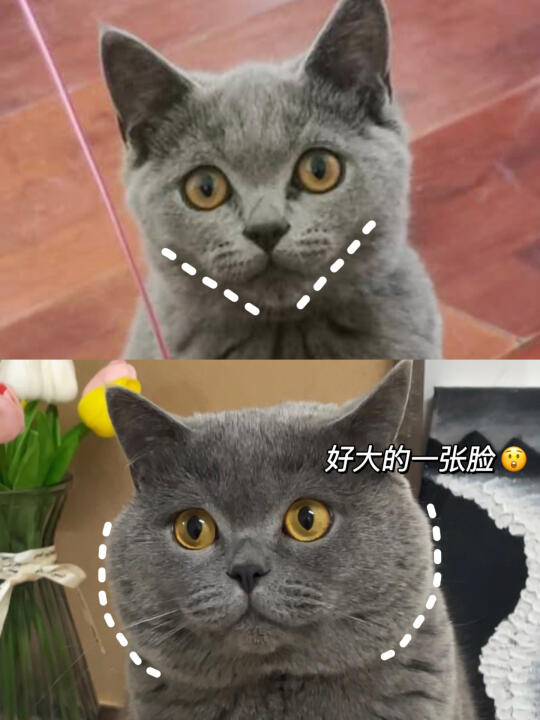 玩的就是真实！真实长肉战绩可查
