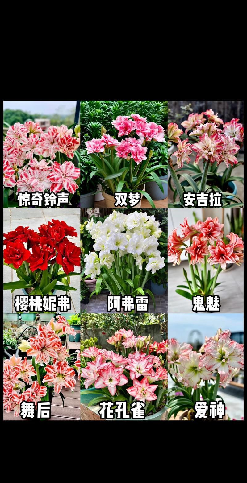 每天关注友友大作，每天都多认识一种朱顶红。读文赏图，天天都有好心情，延年益寿一举