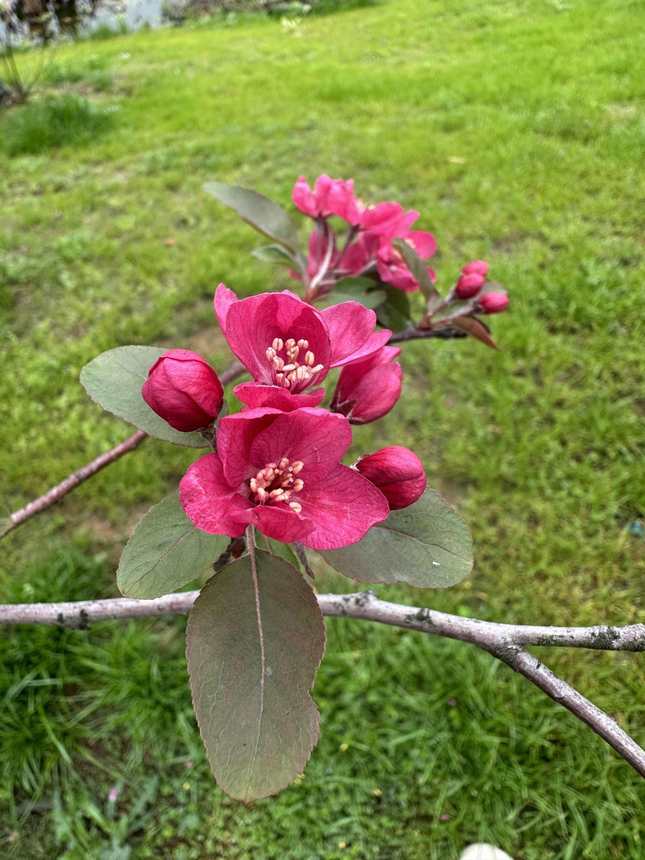 这个公园的花树在春天总是次第开花，园艺工人很用心，让你徜徉公园总有看不厌的花：