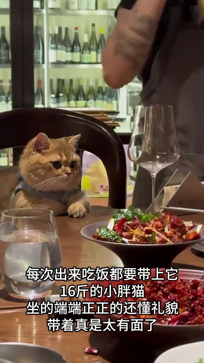 每次出来吃饭都要带上它，16斤的小胖猫，坐的端端正正的还懂礼貌，带着真是太有面了