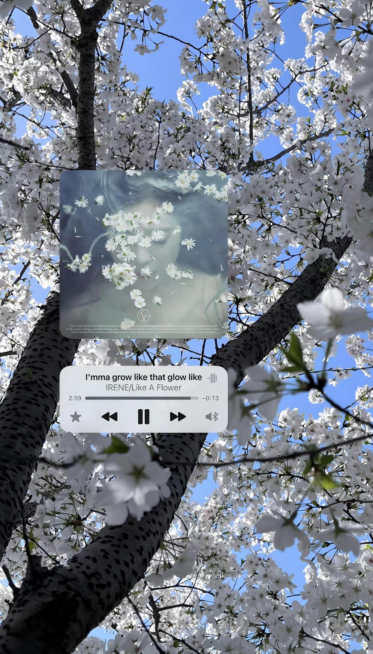 like a flower🌸。裴珠泫 irene likeaflower 春