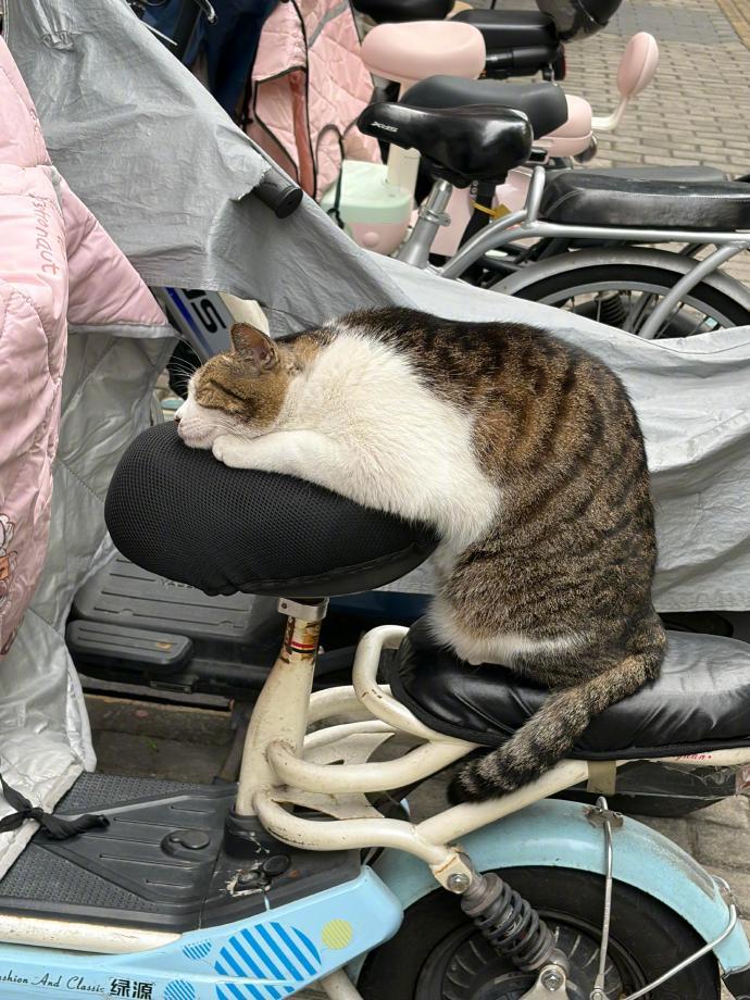 怎么会有小猫这样睡觉！ 