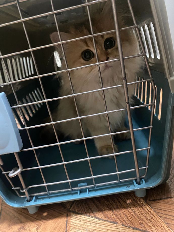 不要轻易上门喂猫 ！！！ ​​​