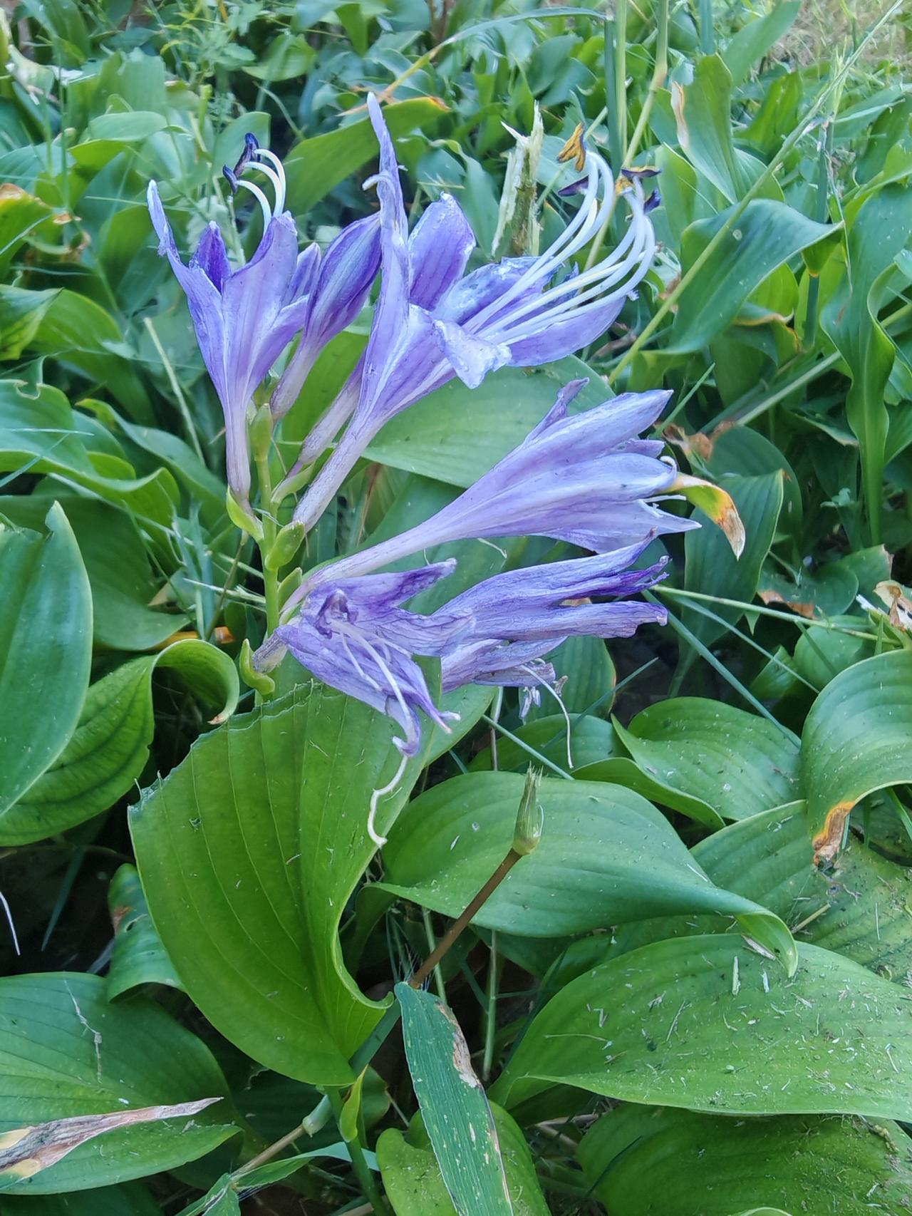 紫色的花在绿叶中显得特别亮眼。