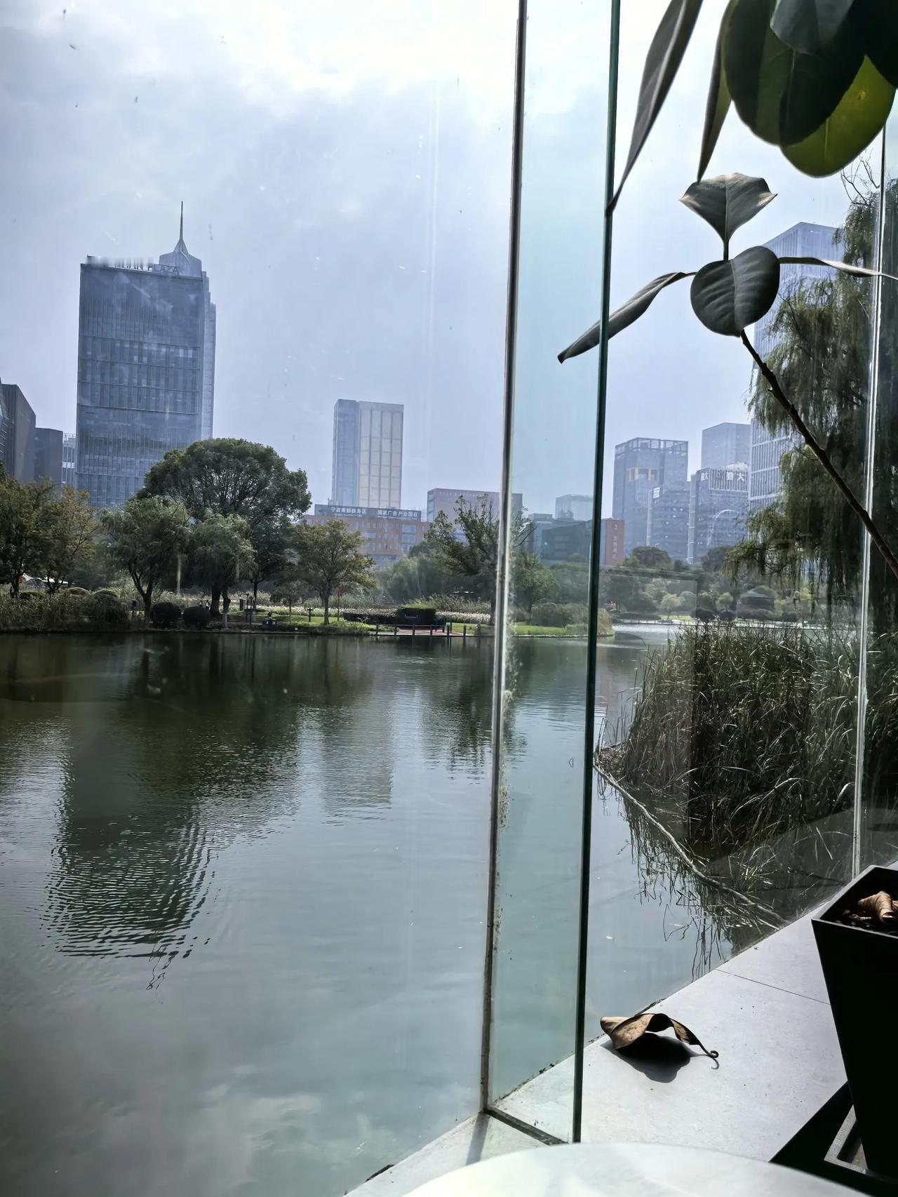 今天没有黑天鹅，
​今天只有小鸊鷉[可爱]