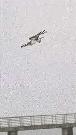 这只大鸟是抓到了鱼提不起来？还是翅膀被水浸湿了飞不起来呢？感觉这只鸟生命危在旦夕