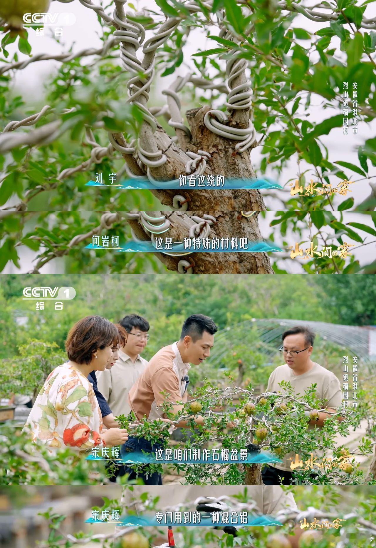 中国人欣赏盆景的血脉觉醒了已经到能欣赏盆景的年纪了不得不感叹劳动人民的智慧！把一