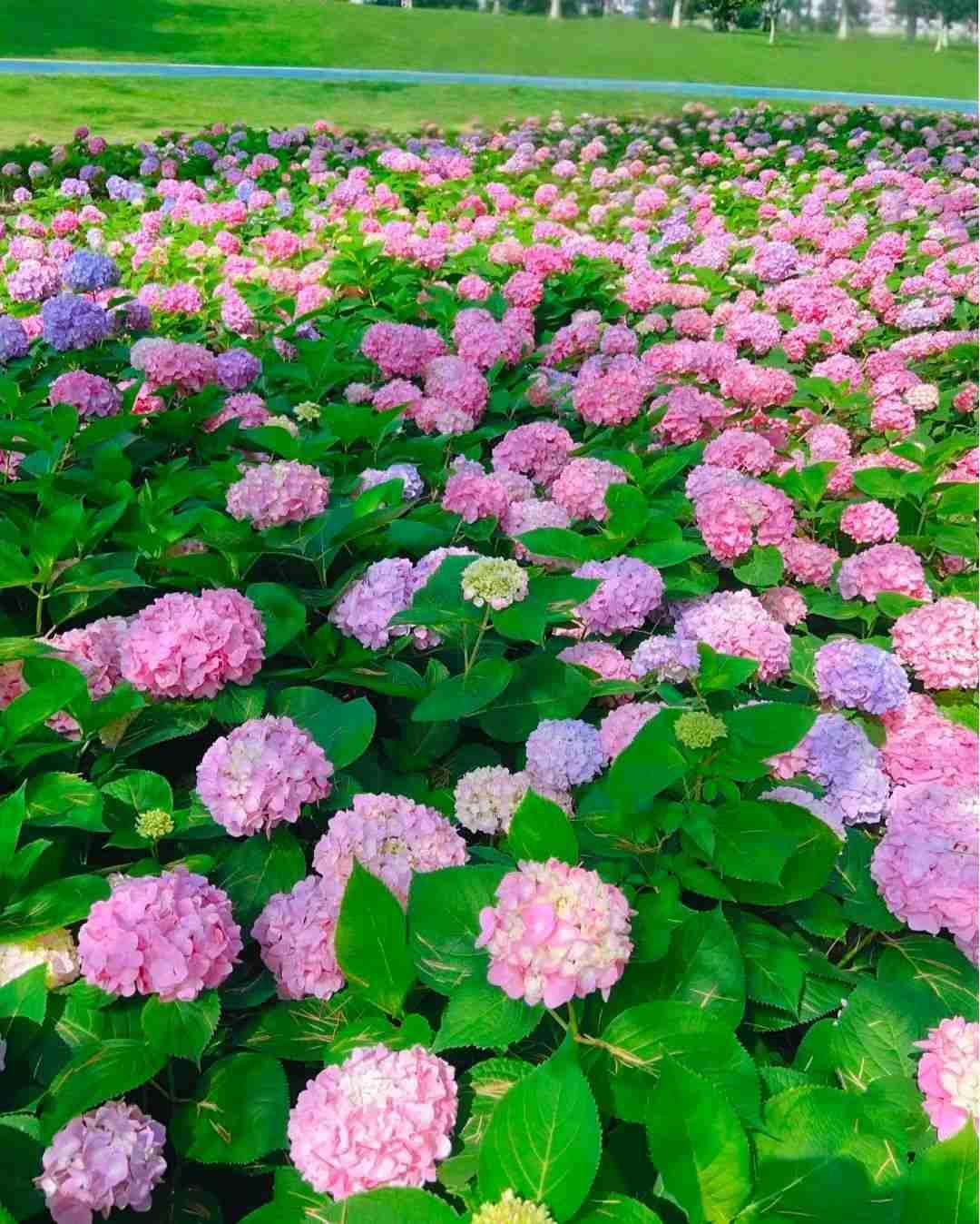 我的今日状态：😁轻松愉快
我这里的天气：☀️晴天

去看看老刘，发现他种的空心