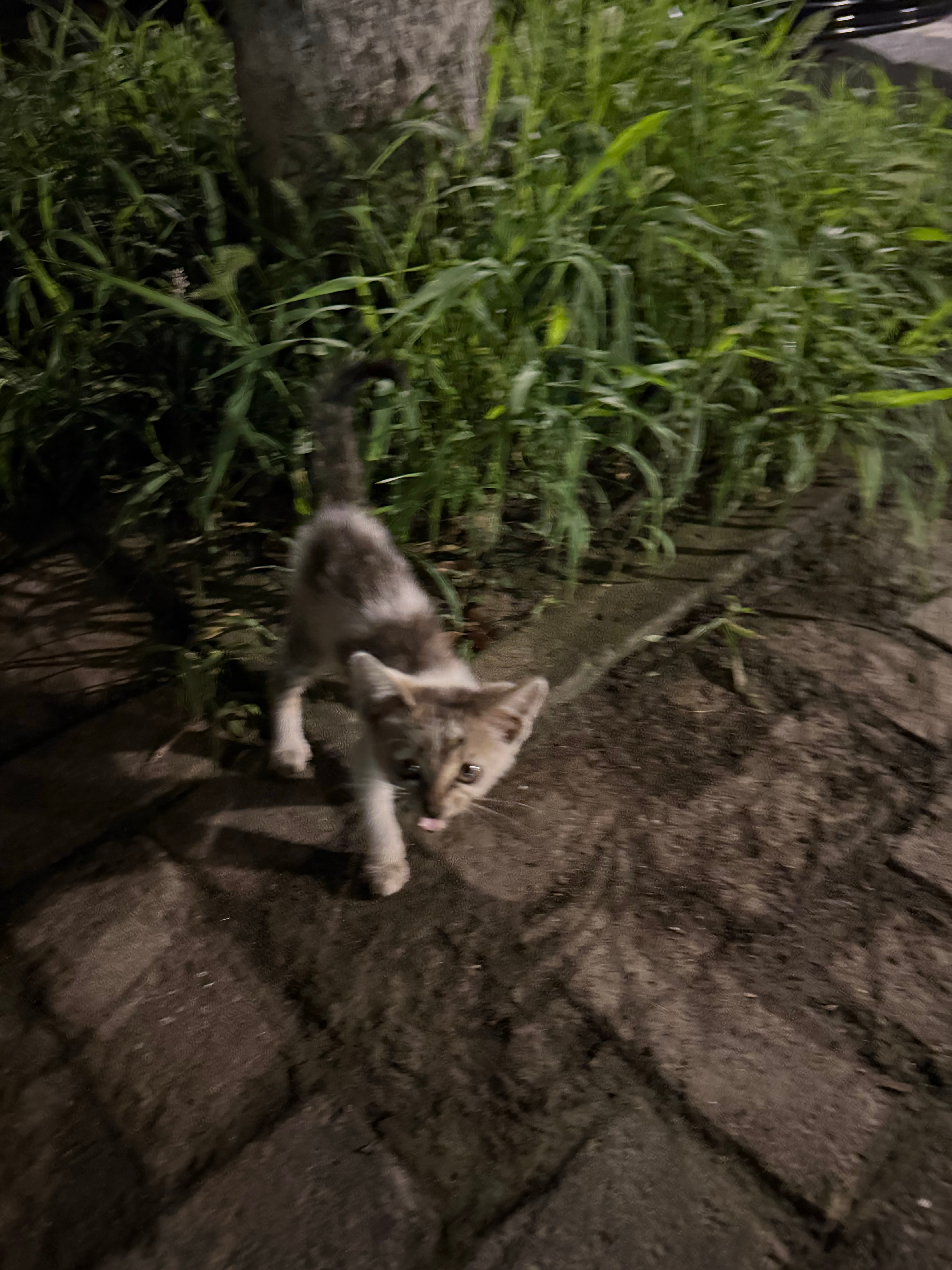这段日子小脸圆润不少 