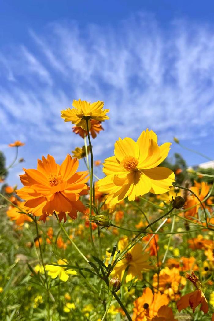 《七律·无题》
空阶北望漫风尘，
渐起乡思最老人。
满地黄花摧白首，
经年碧血负