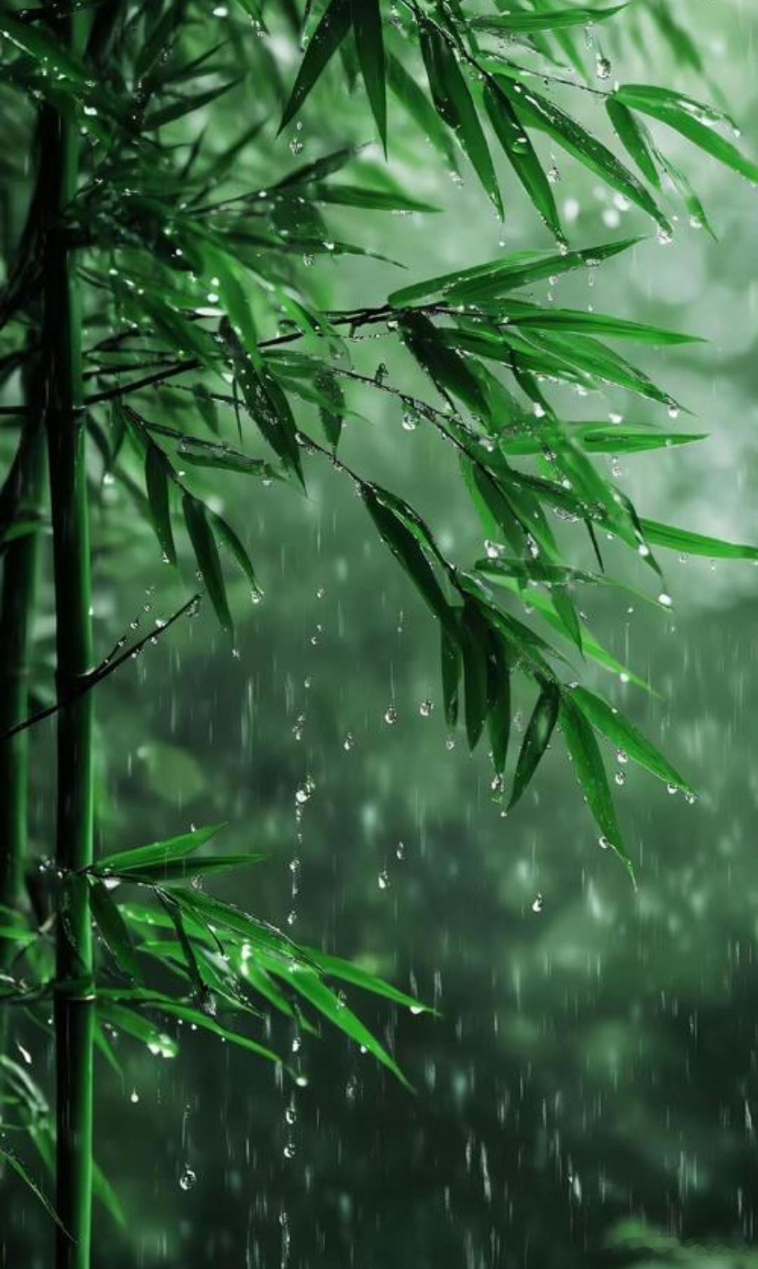 洋洋高锐·夏、雨◎爱……有时特别苦想咽……也咽不下去于是……一个人躲进竹林中任雨