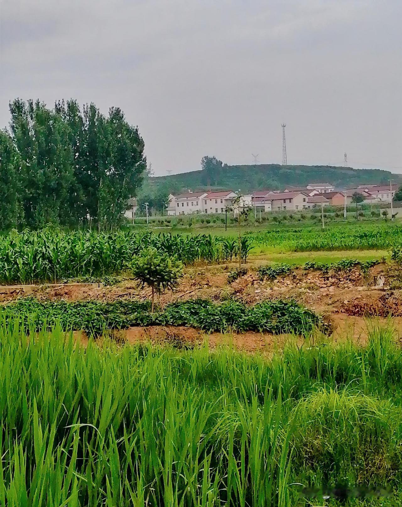 《一堆白杨树（李林摄于汉中城固）》
