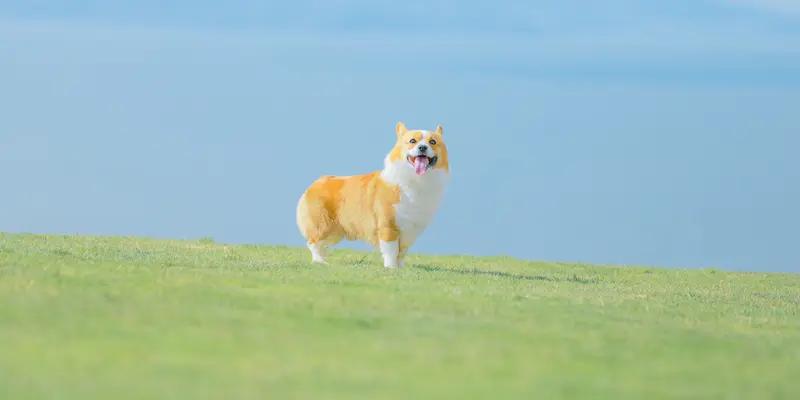 一个人该有独立创造性的想法，还是选择服从？
我一直受这两种方式的折磨。曾听闻一位