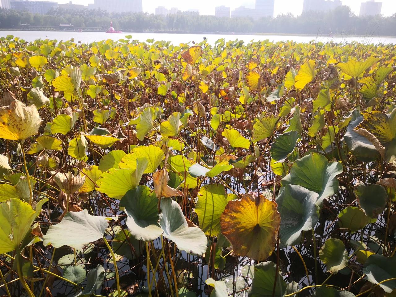 #秋日景色随手拍#