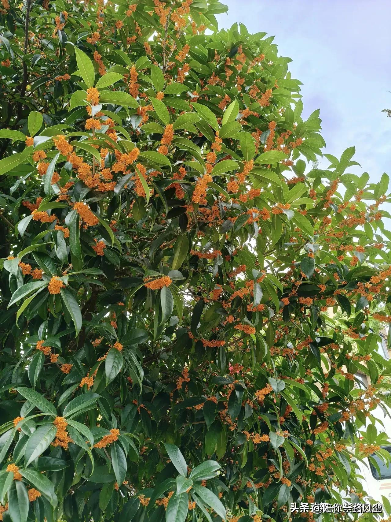 八月桂花香，你知道桂花有多少个品种吗？

最近，小区里的桂花开了，一阵风吹过来，