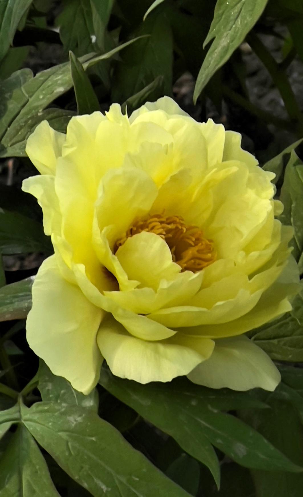 景山公园的牡丹节太值得打卡了！走进公园，仿佛踏入了牡丹花的海洋，千姿百态的牡丹花