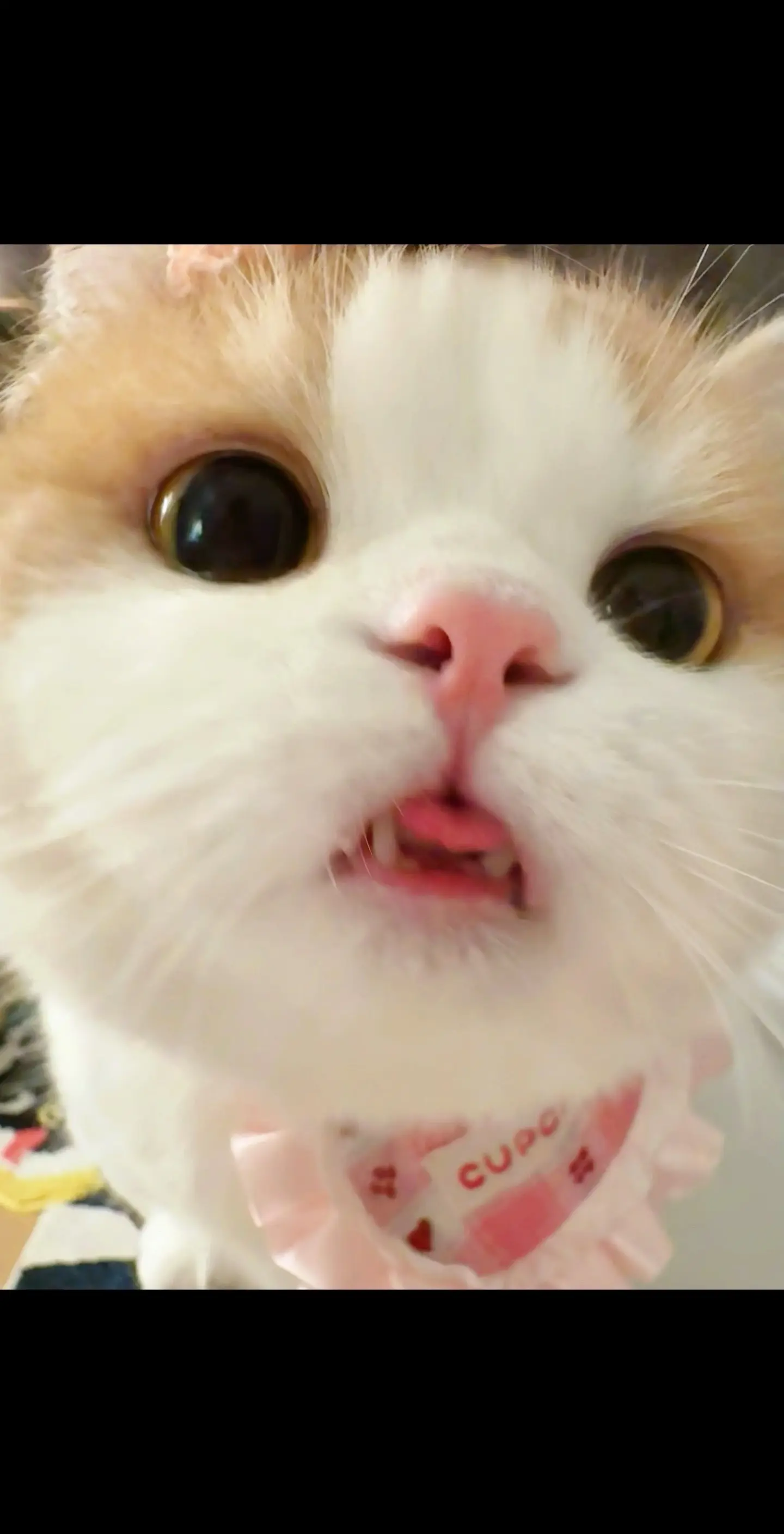 满眼清澈的小猫到底谁再养！！