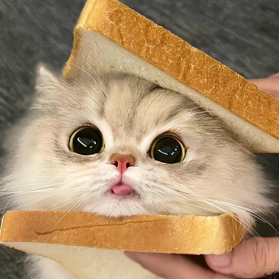 神仙猫猫头像 