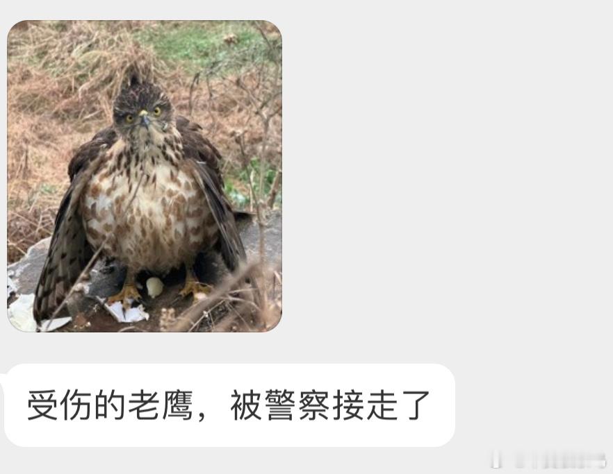 经常出镜的凤头鹰翅膀好像有点耷拉 希望能早日重回自然 ​​​