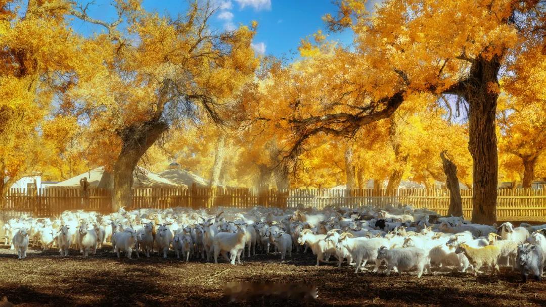 天山暮雪，胡杨下羊群   