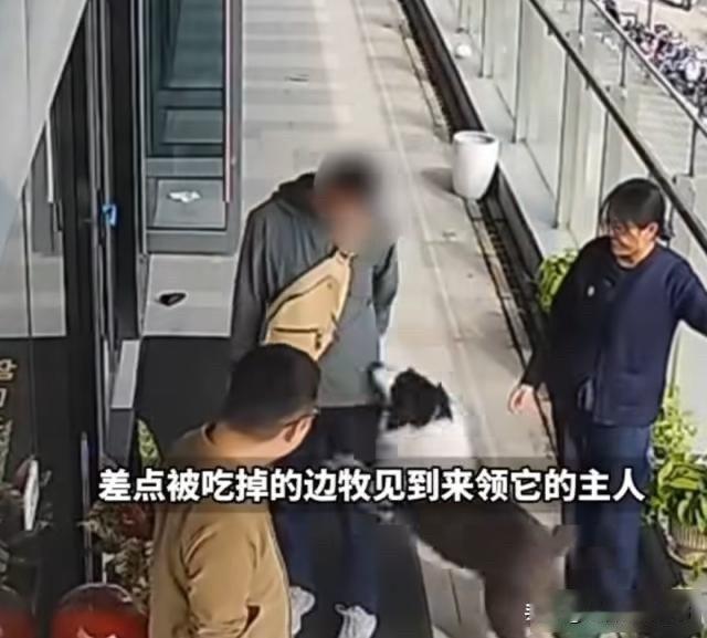 女子花500救狗，芯片揭穿身份谜团，原主竟不知狗在哪

苏州一位姑娘去年底刷手机